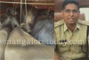 Puttur illegal cattle transport case: Charge memo issued to inspector
